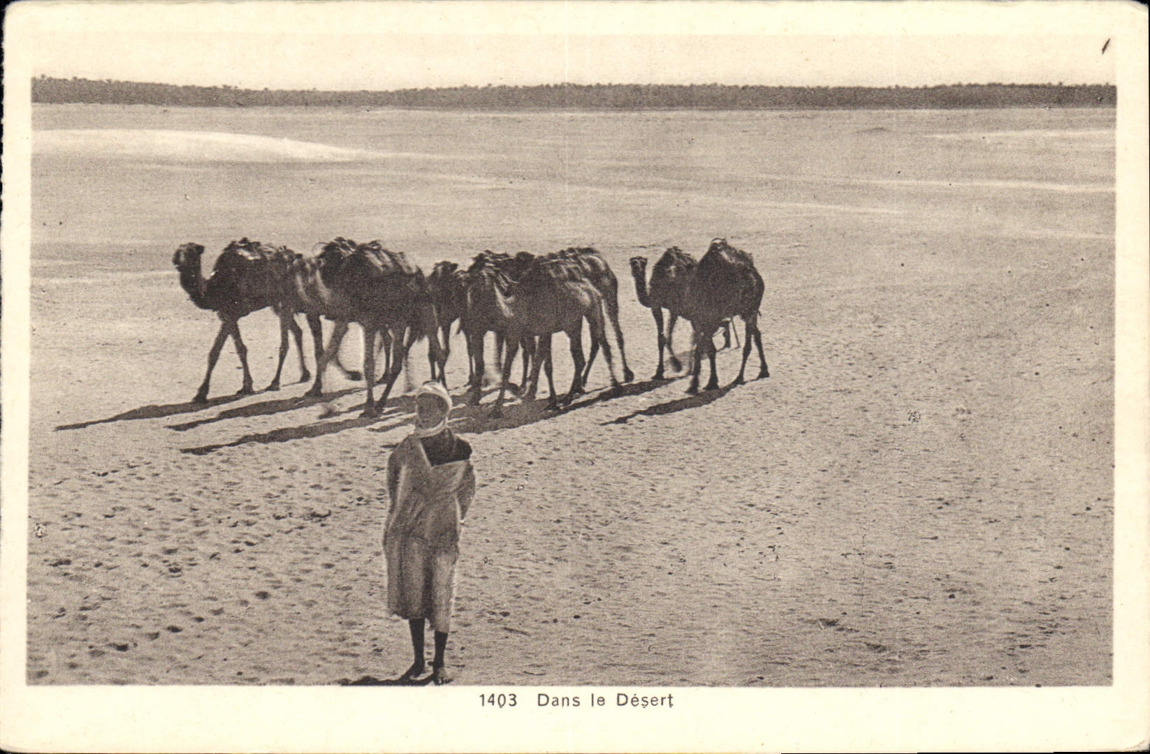 CPA Dans le Desert Chameaux