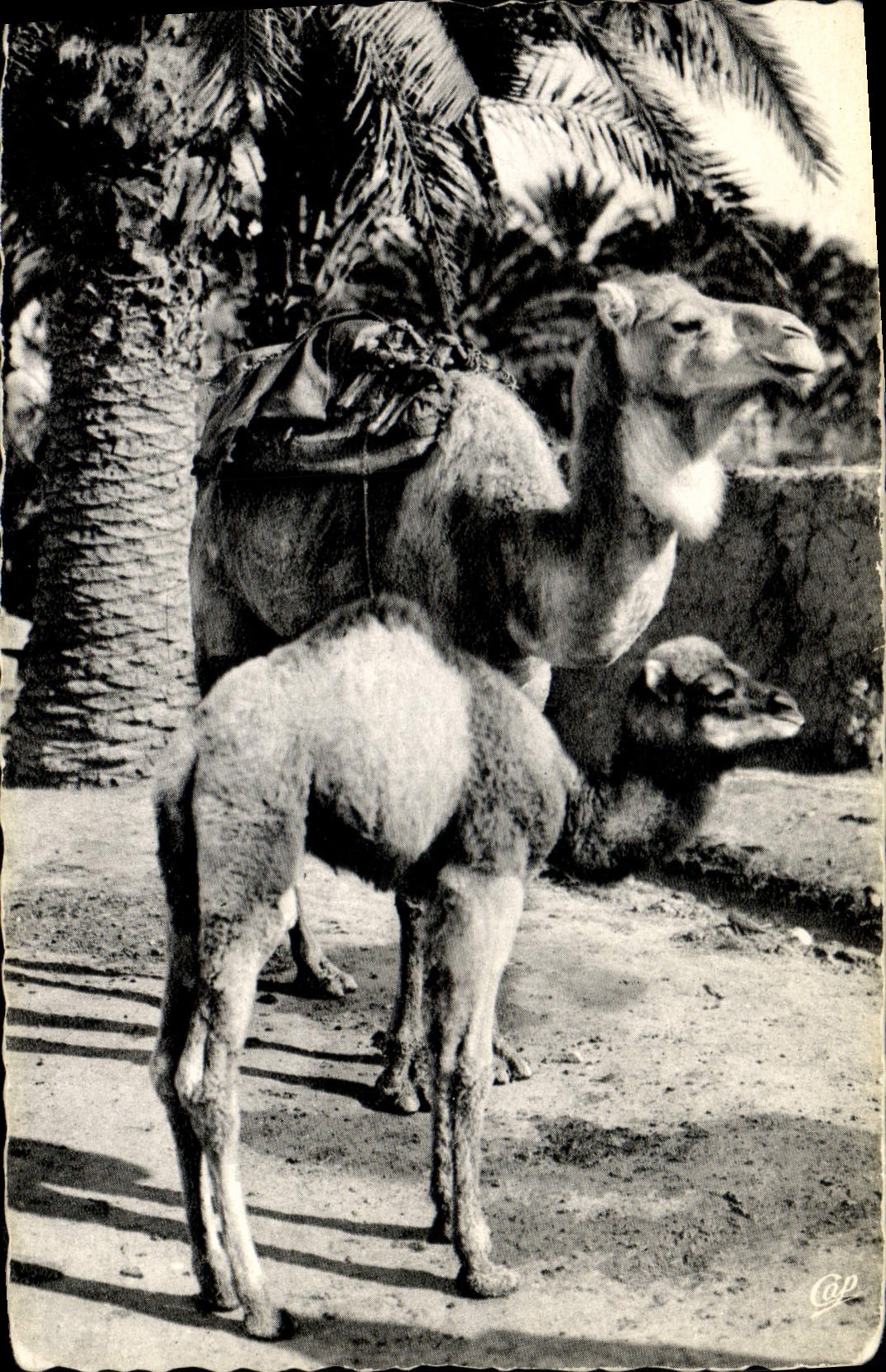 CPA Scenes et Types Chamelle 