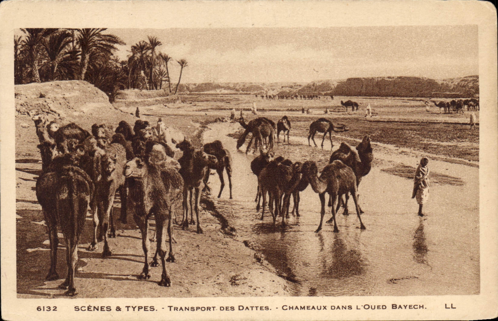 CPA Scenes et Types Transport des Dattes Chameaux dans l'Oued Bayech