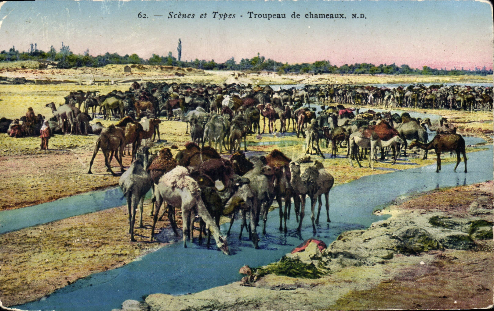 CPA Scenes et Types Troupeau de chameaux