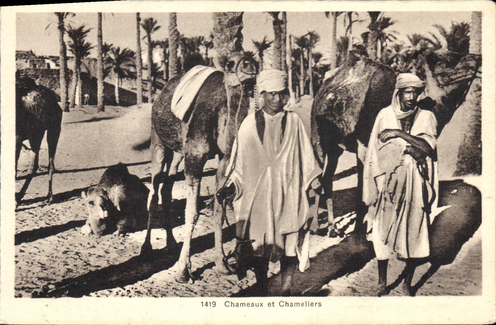 CPA Chameaux et Chameliers 