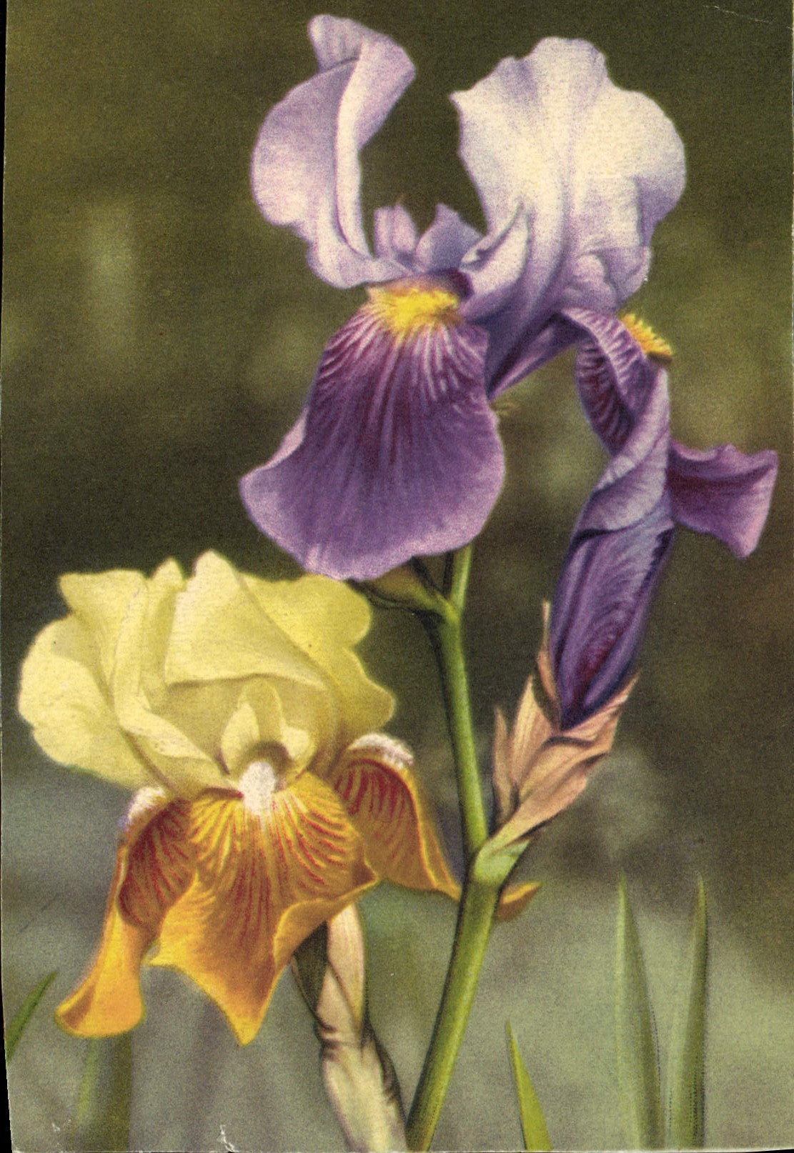 CPA Fantaisie Fleurs