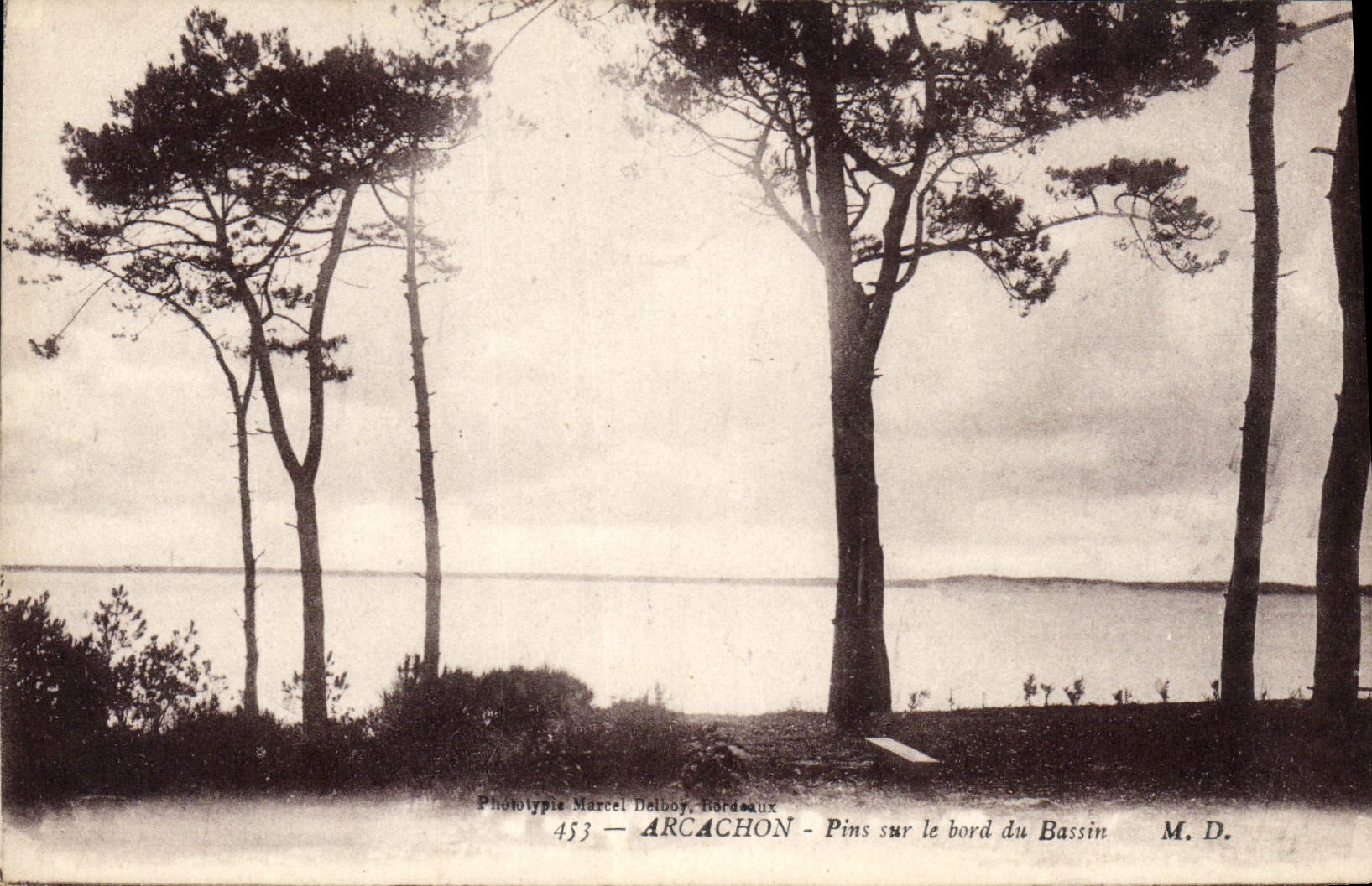 CPA Arcachon Pins sur le bord du Bassin