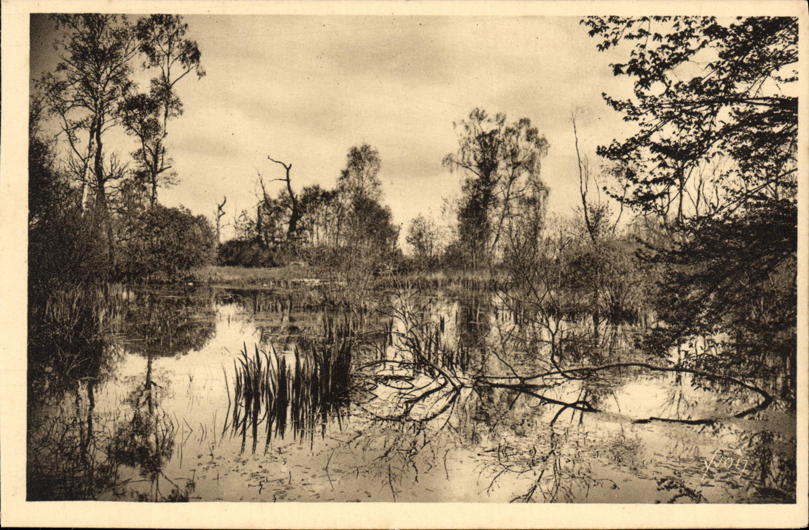 CPA Fontainebleau S et M la Foret Mare aux Fees 