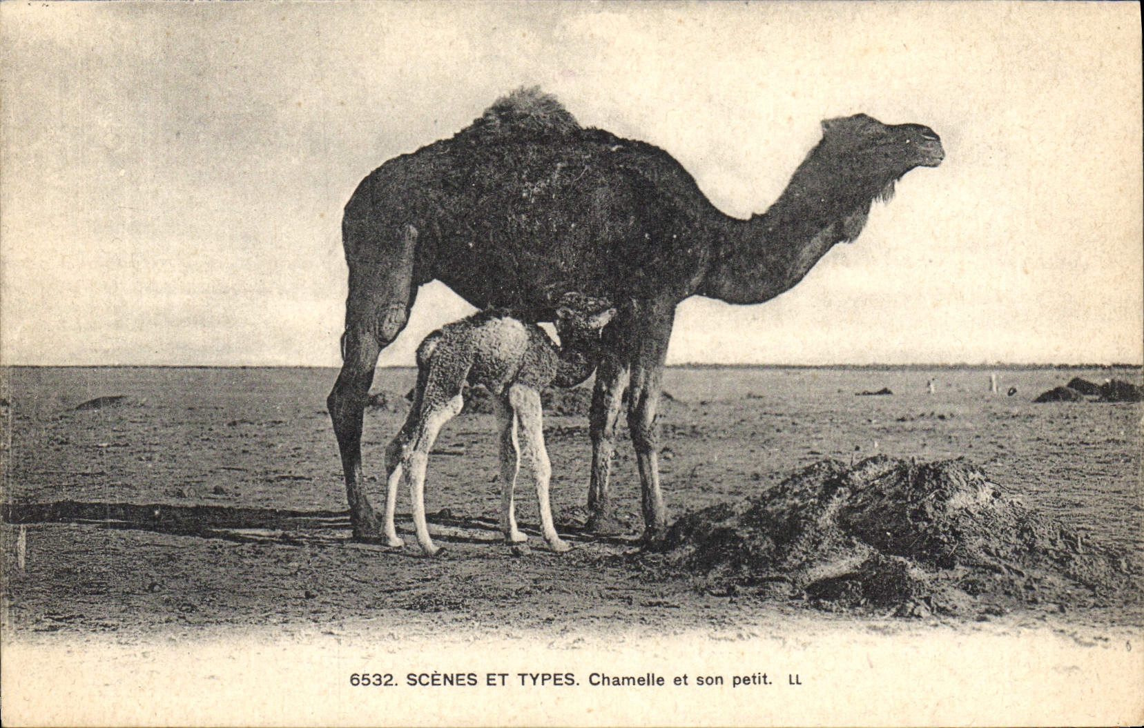 CPA Scenes et types Chamelle et son petit