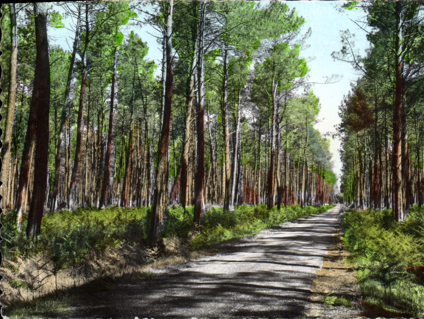 CPA La Lande La Route dans le Foret de Pins