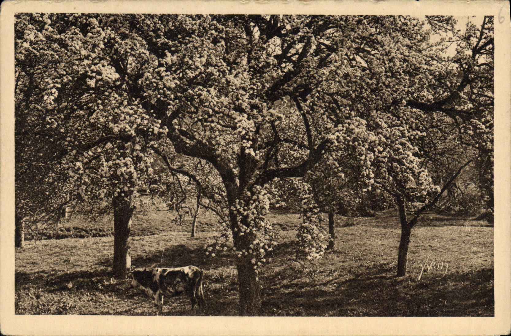 CPA La Douce France Normandie Pommiers en fleurs 