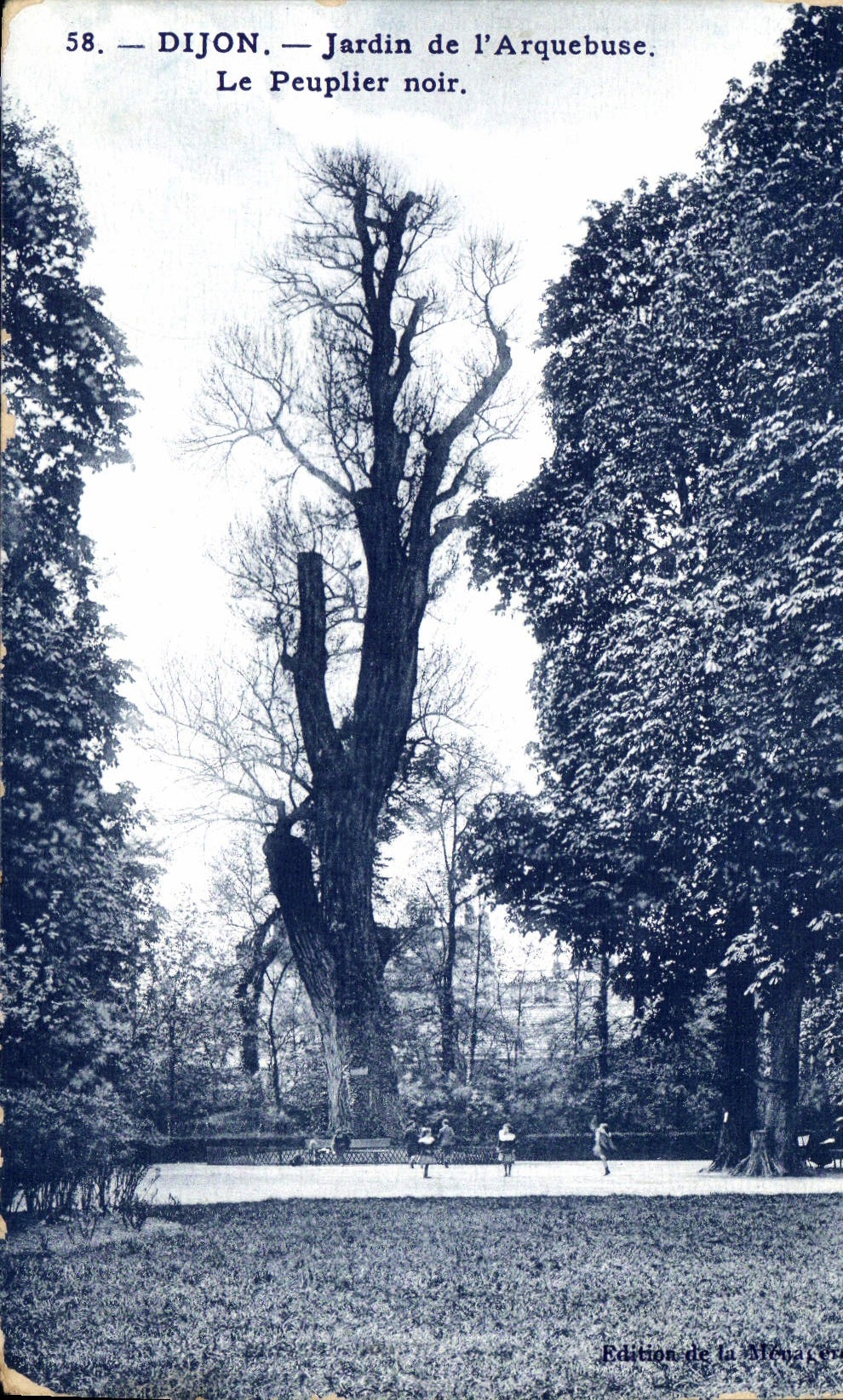 CPA Dijon Jardin de l'Arquebuse Le Peuplier noir