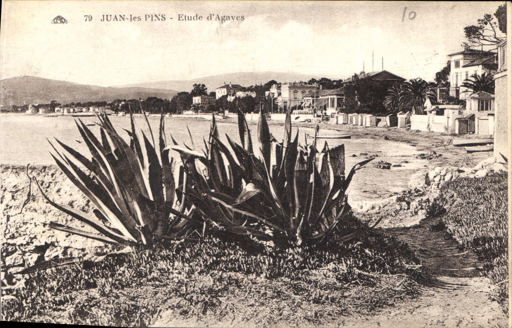 CPA Juan les Pins Etude d'Agaves 