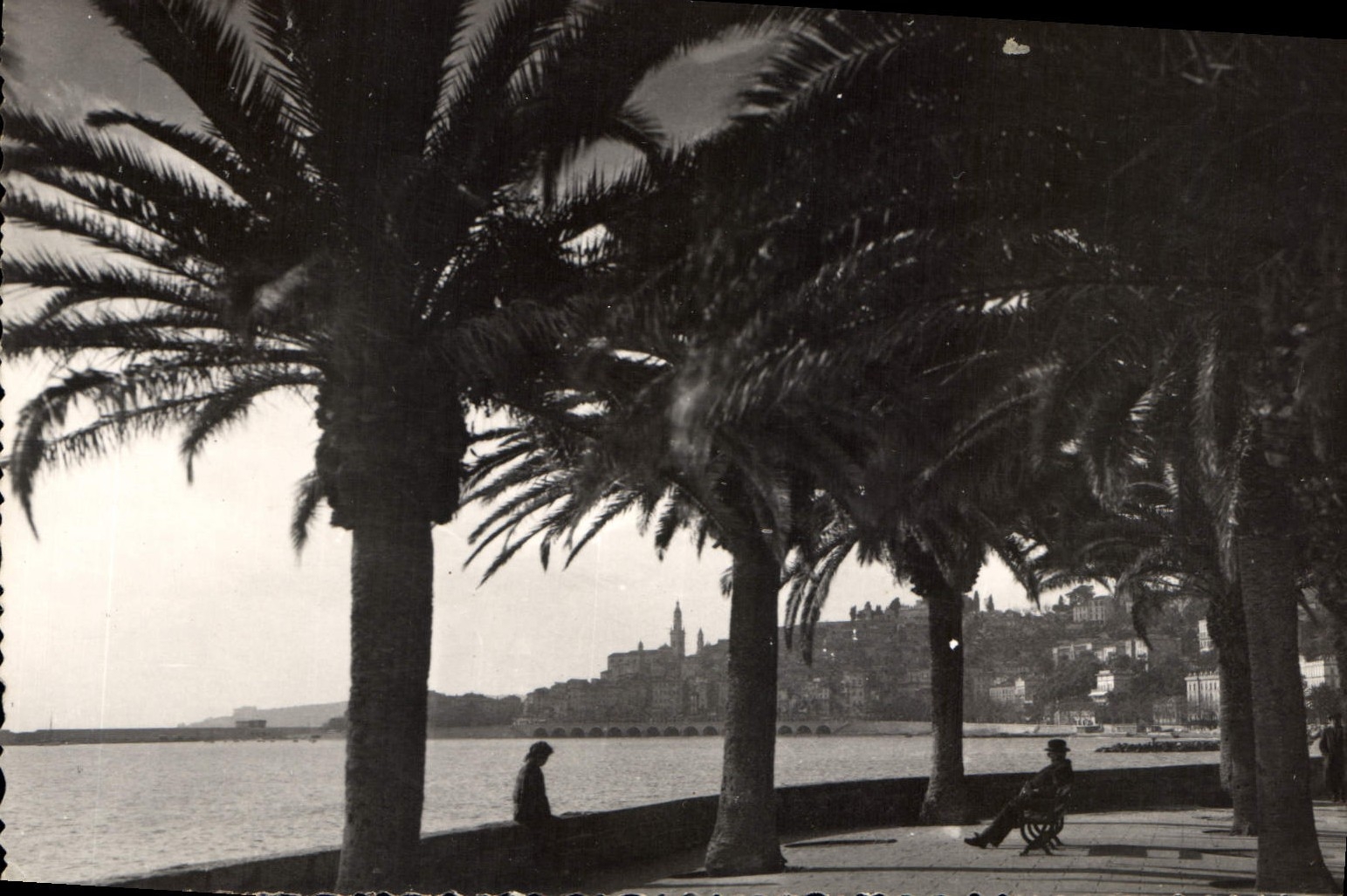 CPA Menton Allee des Palmiers 