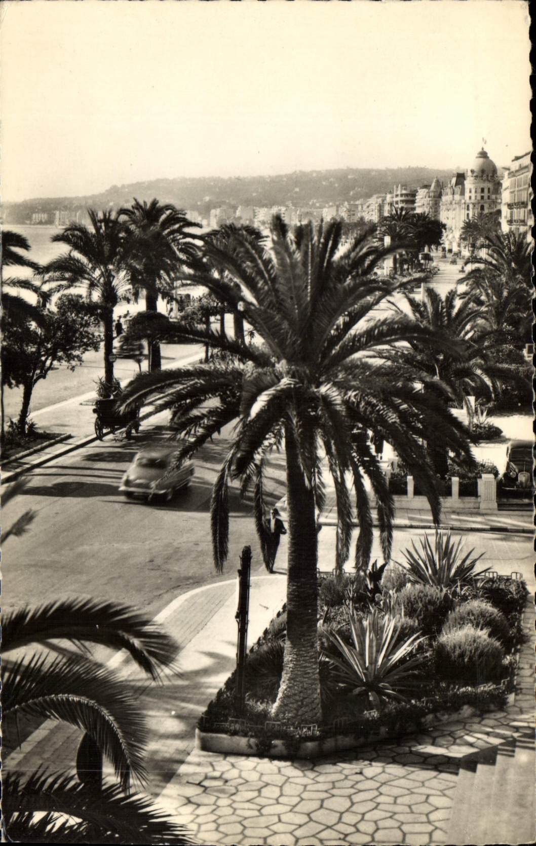 CPA Nice AM La Promenade des Anglais et ses Palmiers 