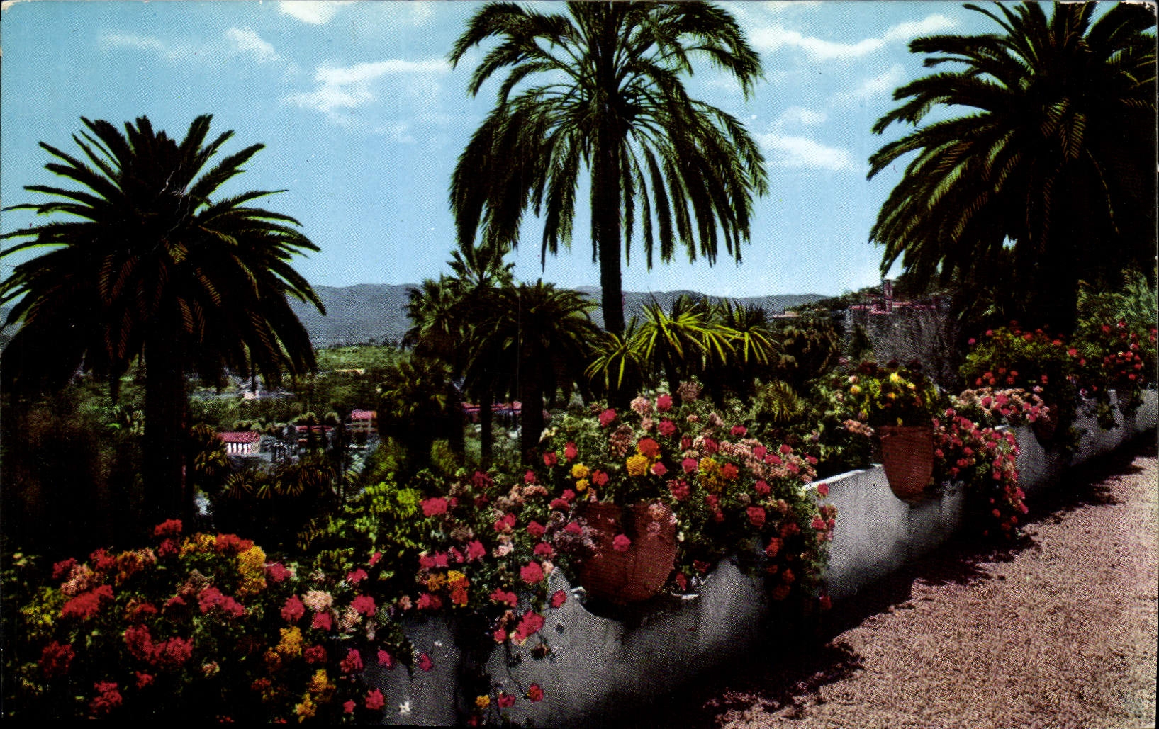CPA Cote d'Azur et Provence Sa vegetation exotique