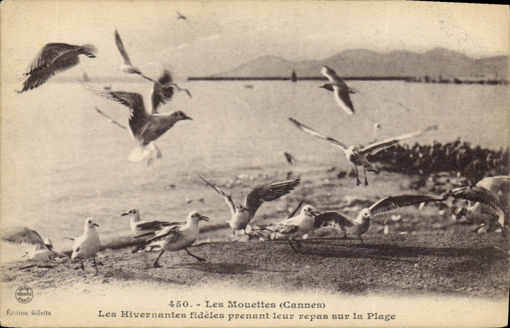 CPA Les Mouettes Cannes Les Hivernantes fideles prenant leur repas sur la Plage