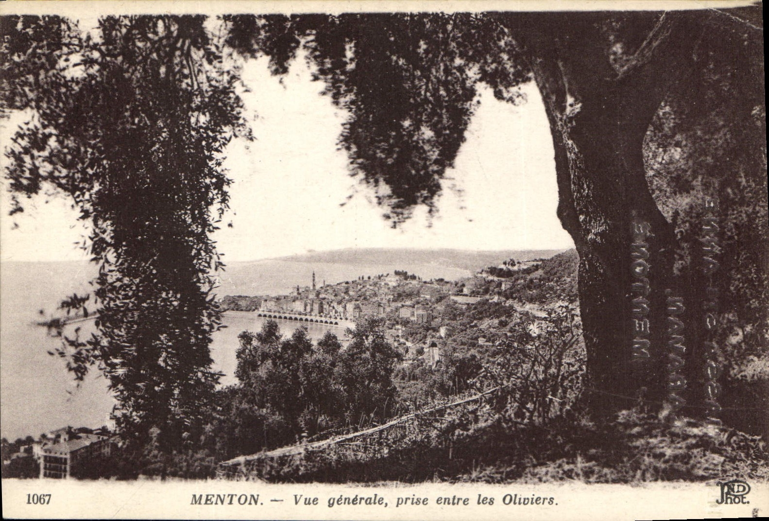 CPA Menton Vue generale prise entre les oliviers 