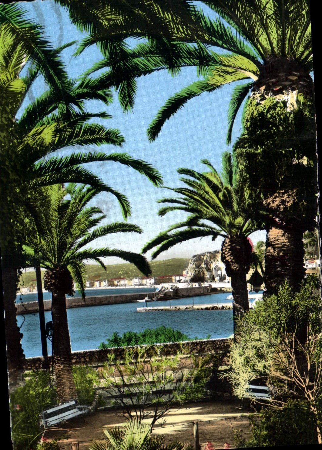 CPA Nice Vue sur le port a travers les palmiers 