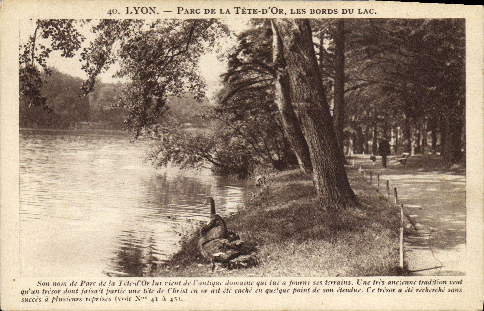 CPA Lyon Parc de la Tete d'Or Les Bords du Lac