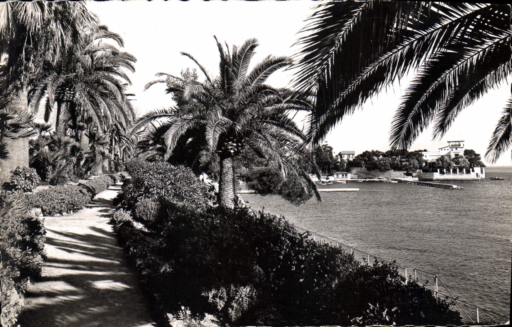 CPA Beaulieu sur Mer Le Jardin Exotique Au fond