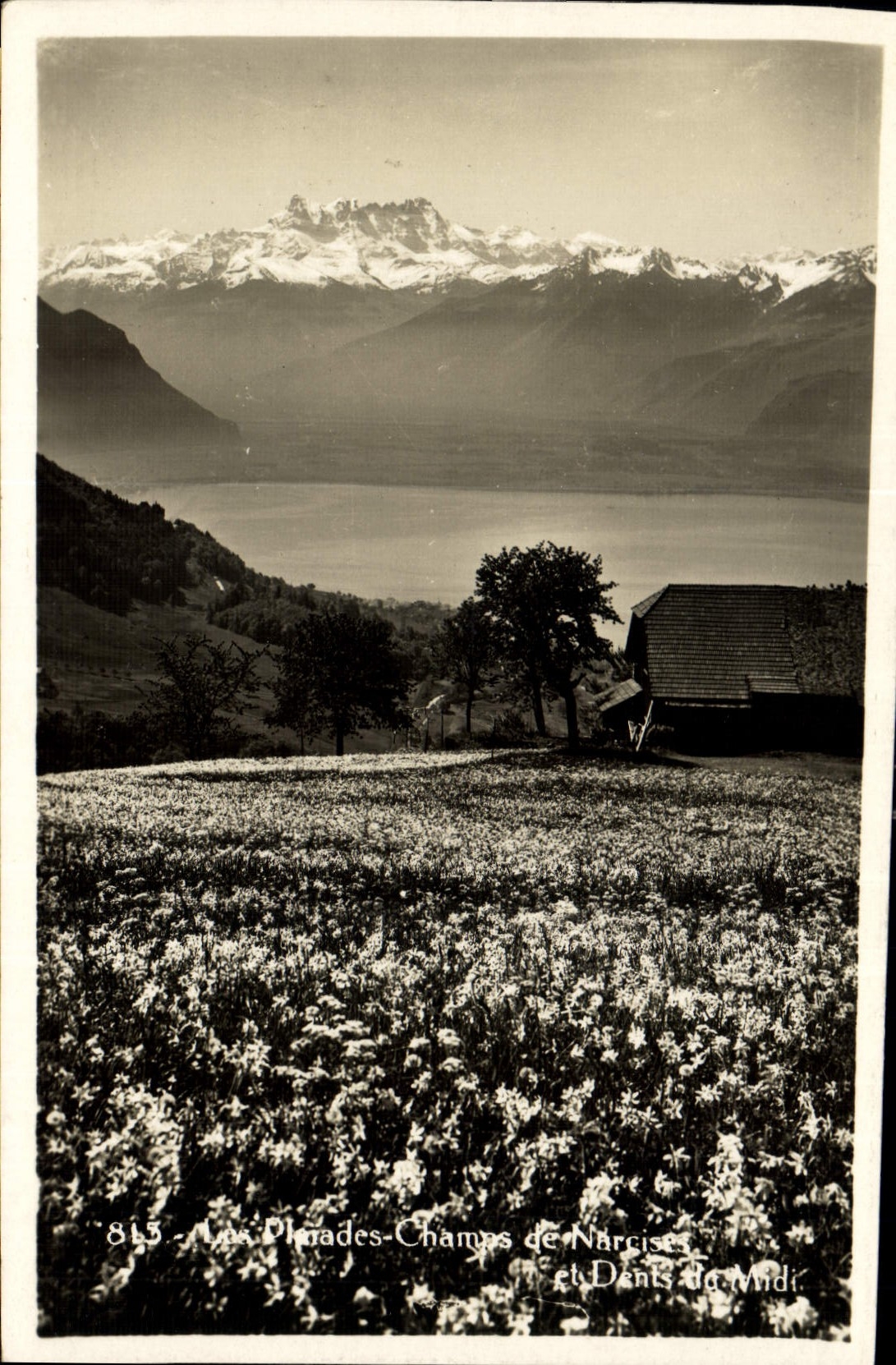 CPA Dents du Midi Fleurs