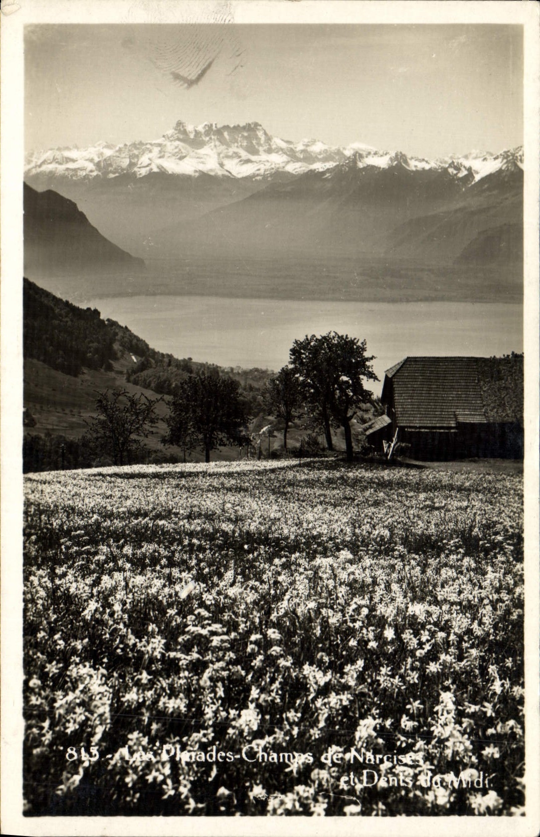CPA Les Plerades Champs de Narcise 