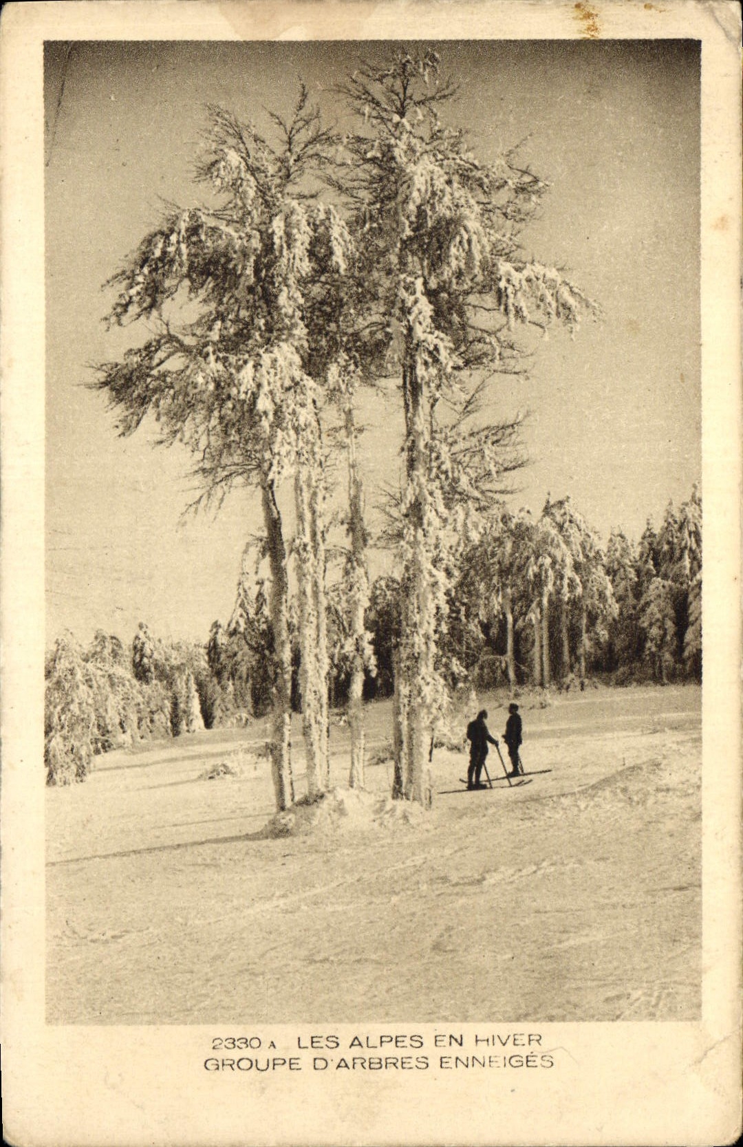 CPA Les Alpes en Hiver Groupe d'Arbres Euneiges 