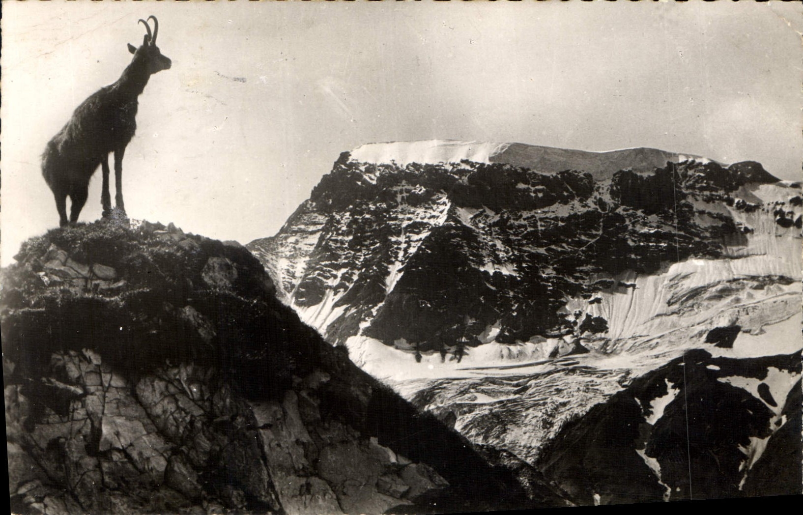 CPA Chamois dans l'Alpe 
