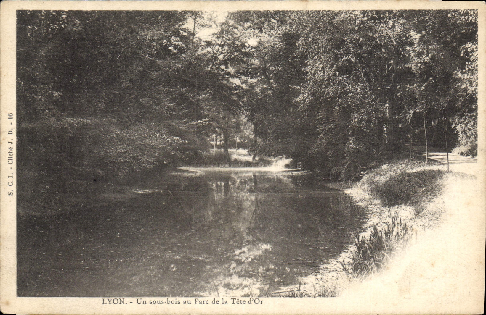 CPA Lyon Un Sous bois au Parc de la Tete d'Or 