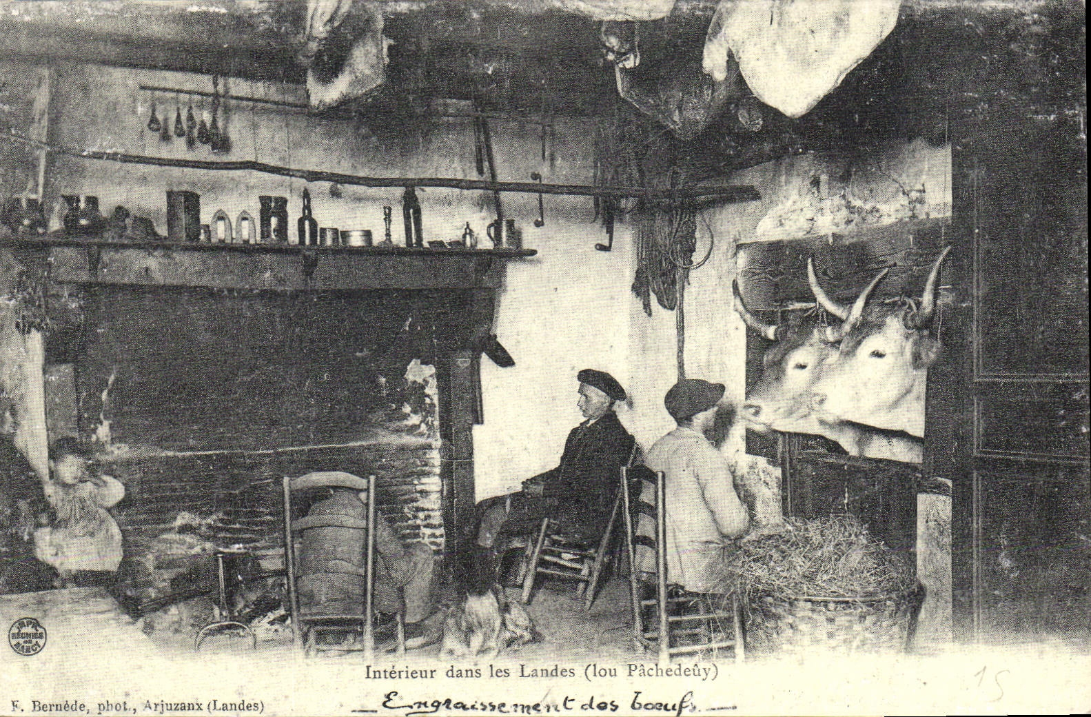 REPRO Interieur dans les Landes lou Pachedeuy Folklore Bœufs