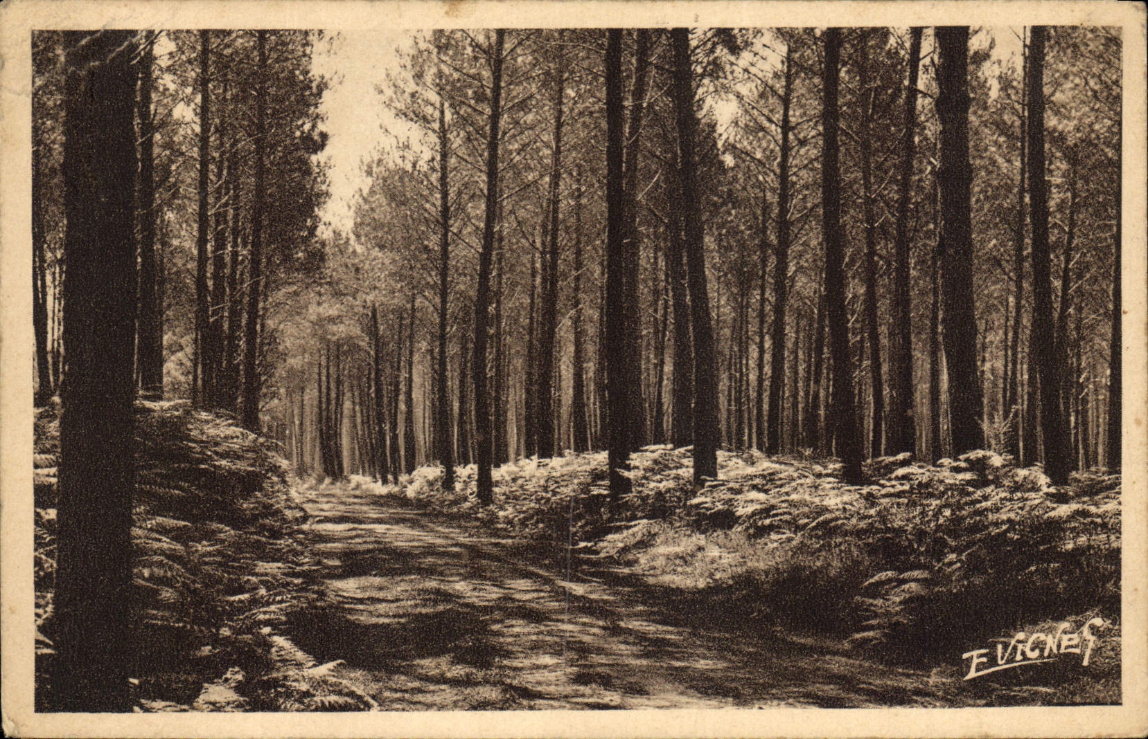 CPA Paysages landais Chemin Muletier entre pins et fourgeres 