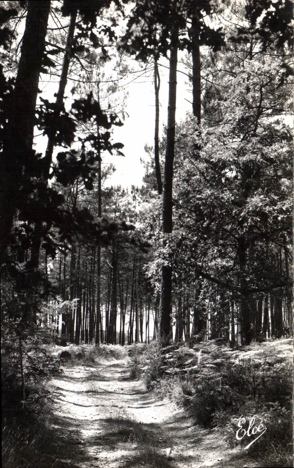 CPA La Lande La Route dans la Foret