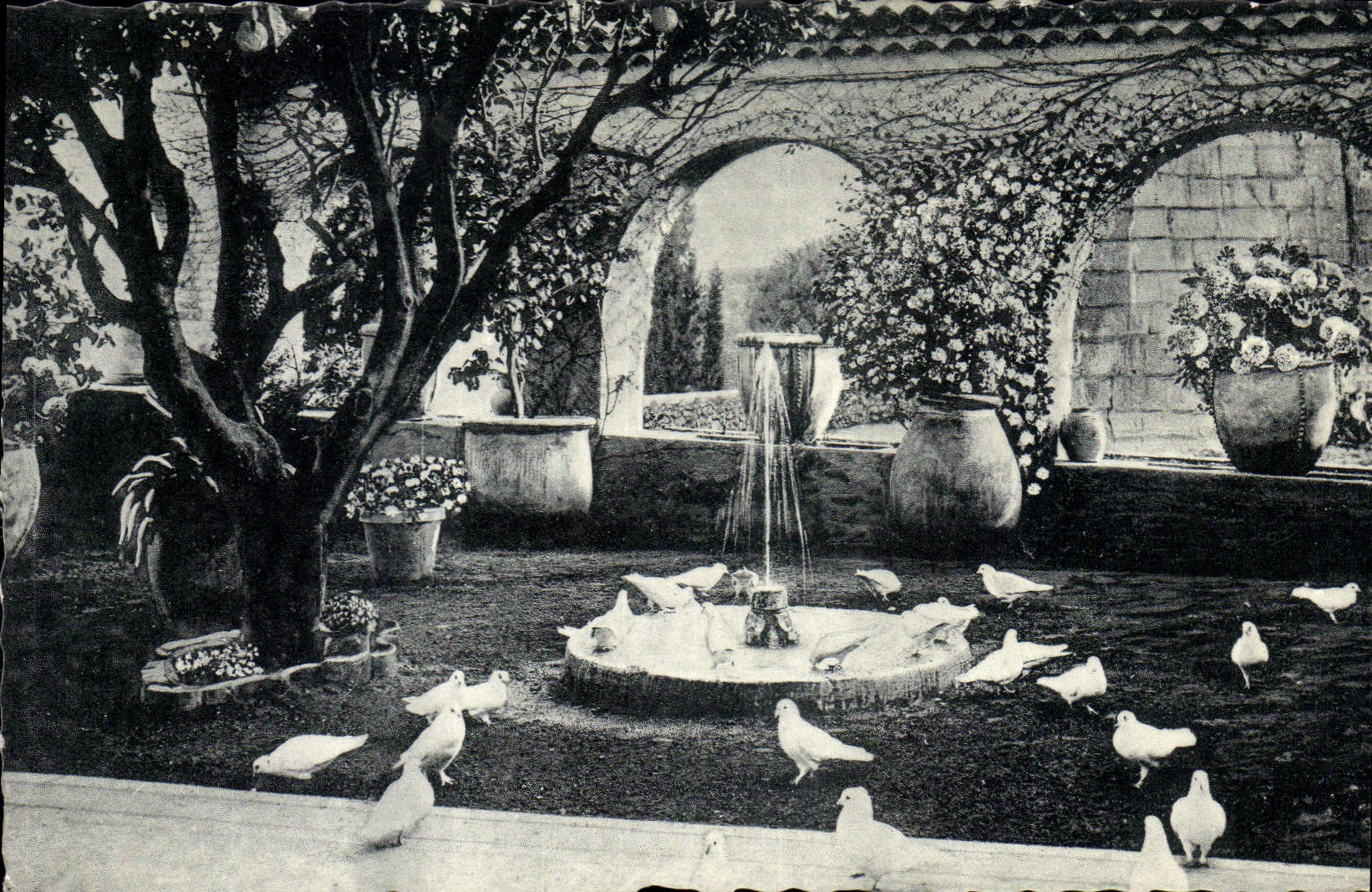 CPA St Paul De Vence La Colombe d'or Jardin Provencal
