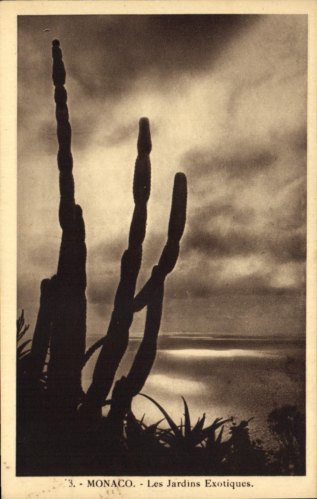CPA Monaco Les Jardins Exotiques 