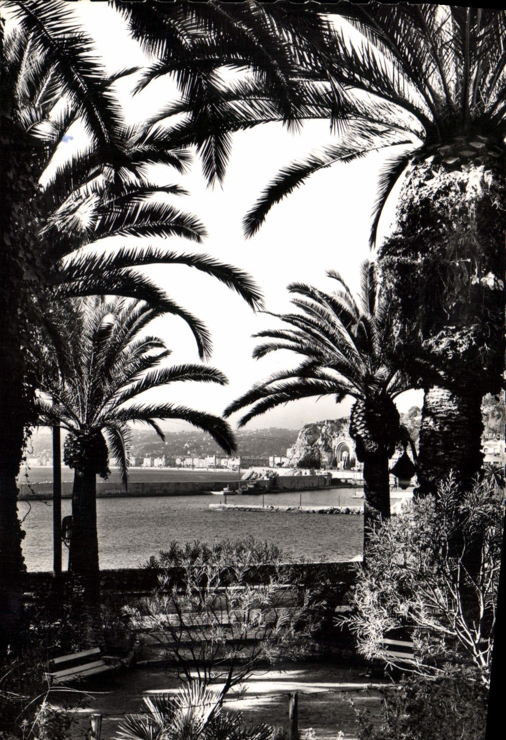 CPA Nice vue sur le port a travers les palmiers