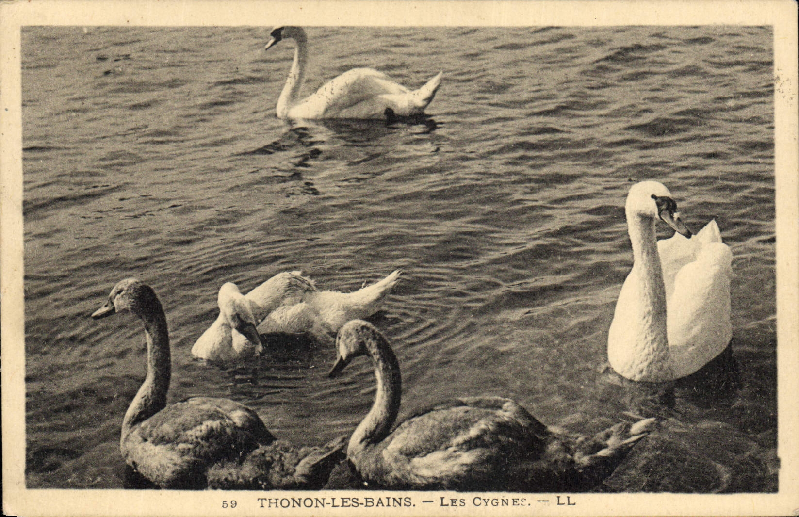 CPA Thonon les Bains les Cygnes
