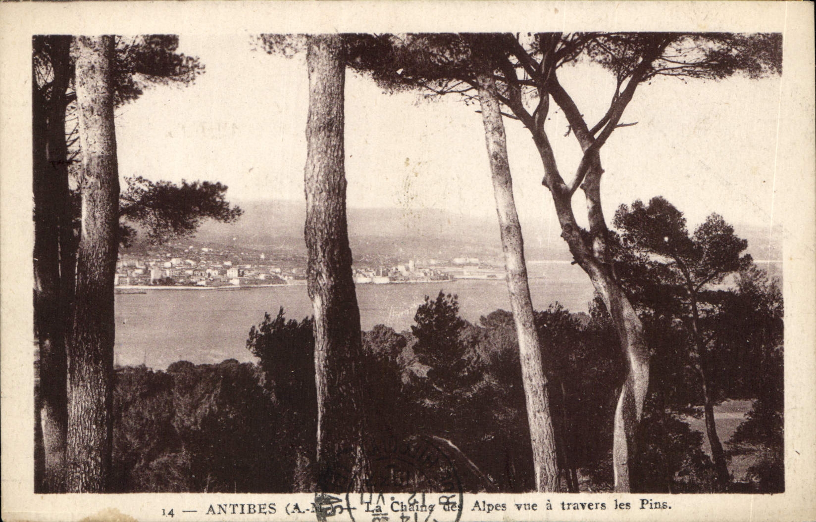 CPA Antibes A M La Chaine des Alpes vue a travers les Pins 