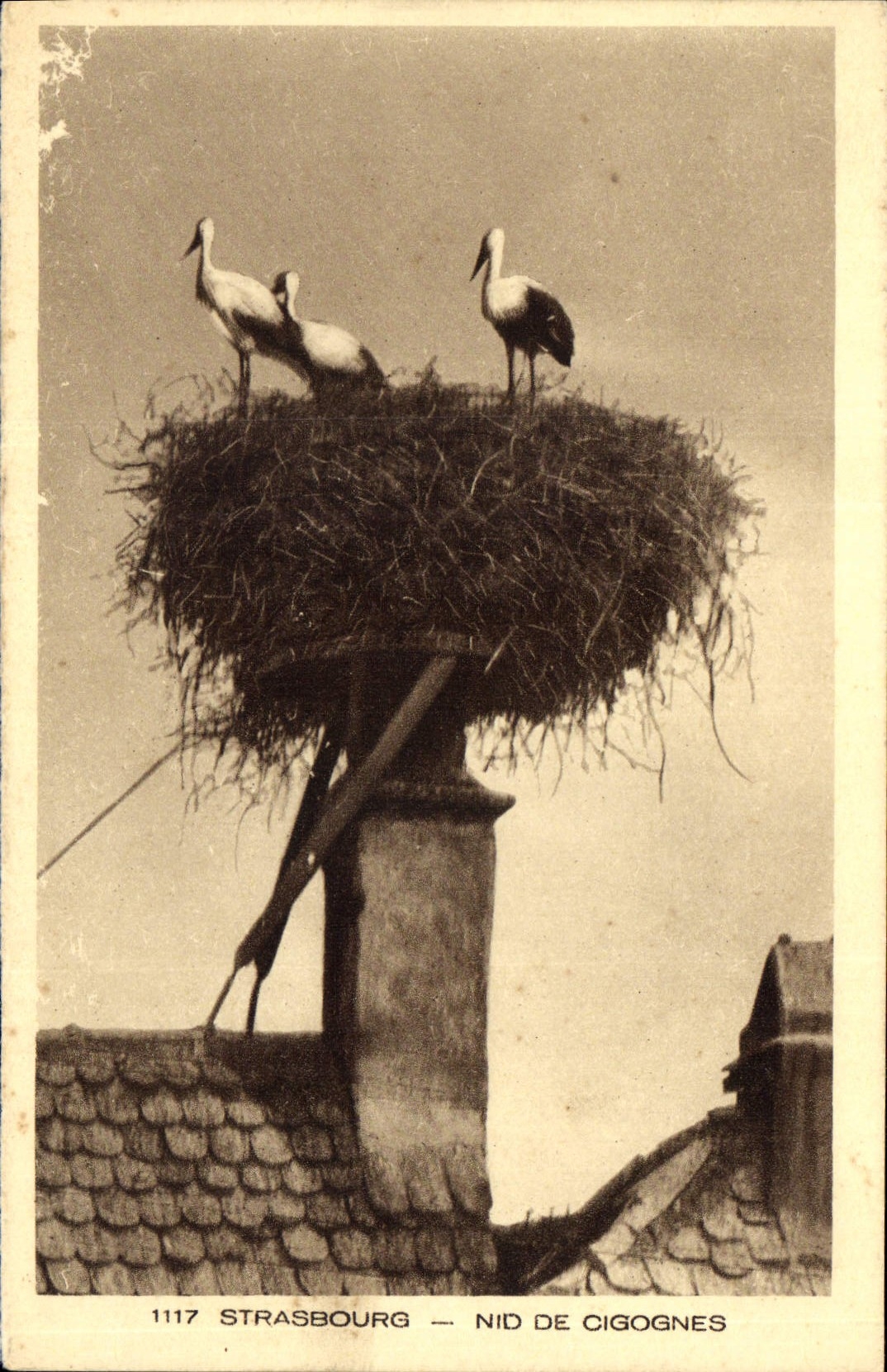 CPA Strasbourg Nid de Cigognes 