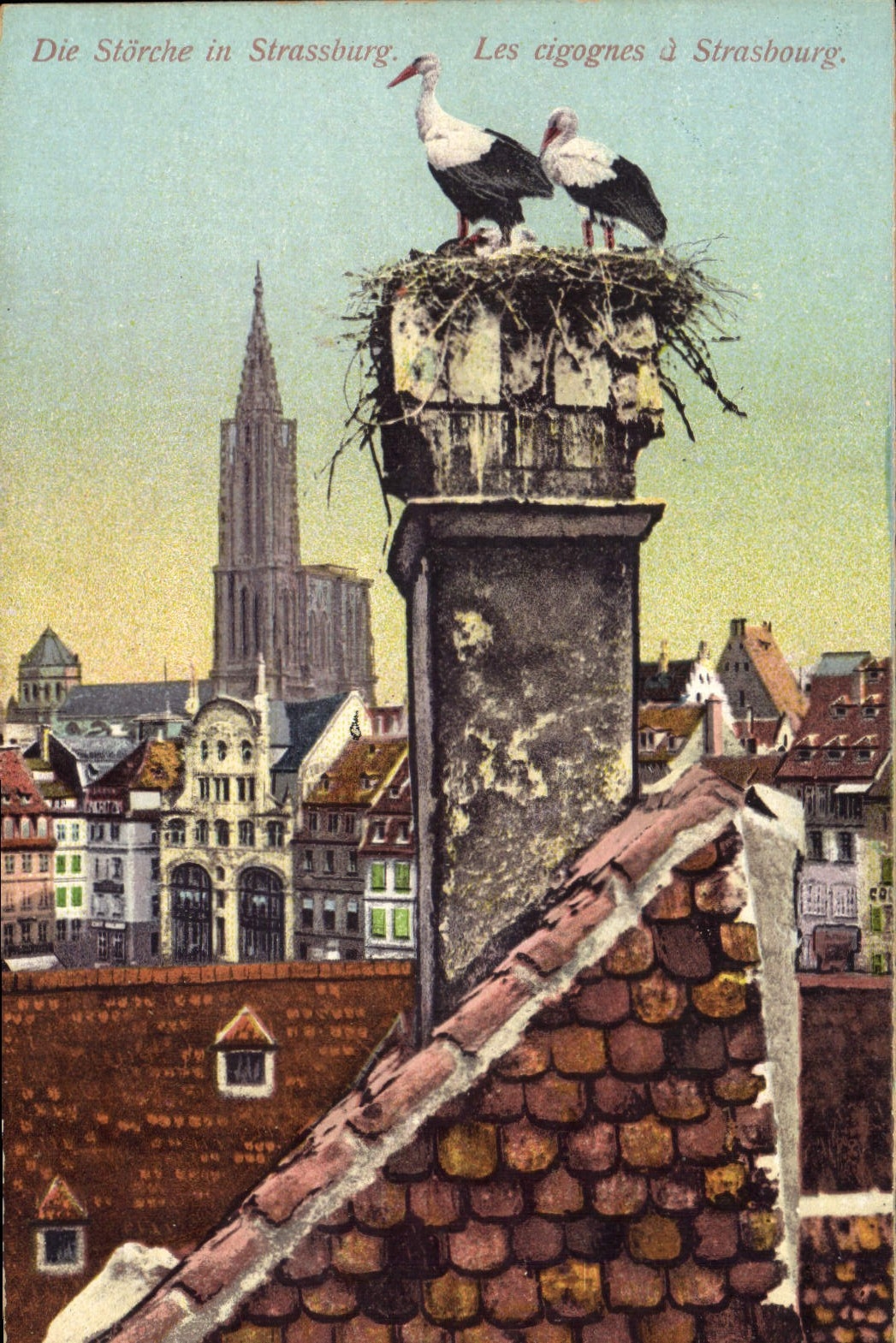 CPA Les cigognes a Strasbourg 
