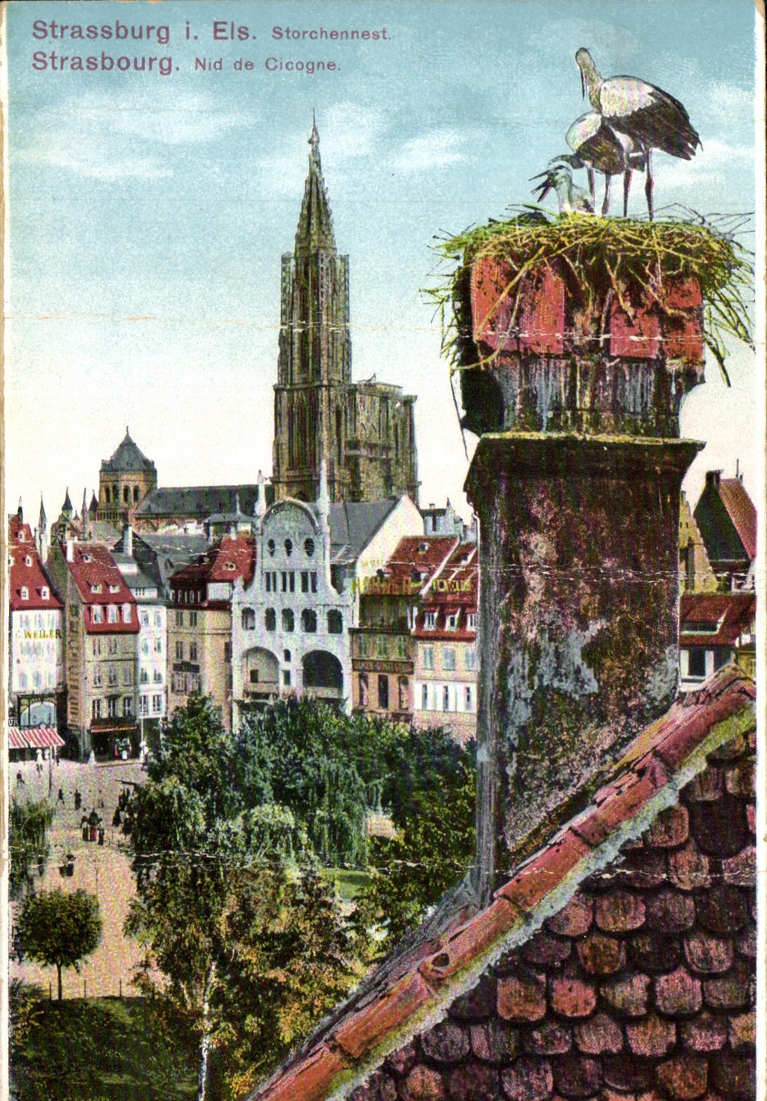 CPA Strasbourg Nid de Cigogne 