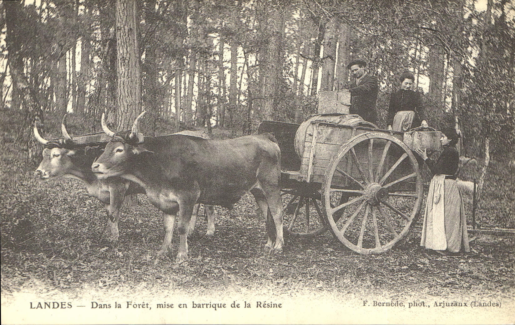 REPRO Landes dans la foret Mise en Barrique de la Resine 