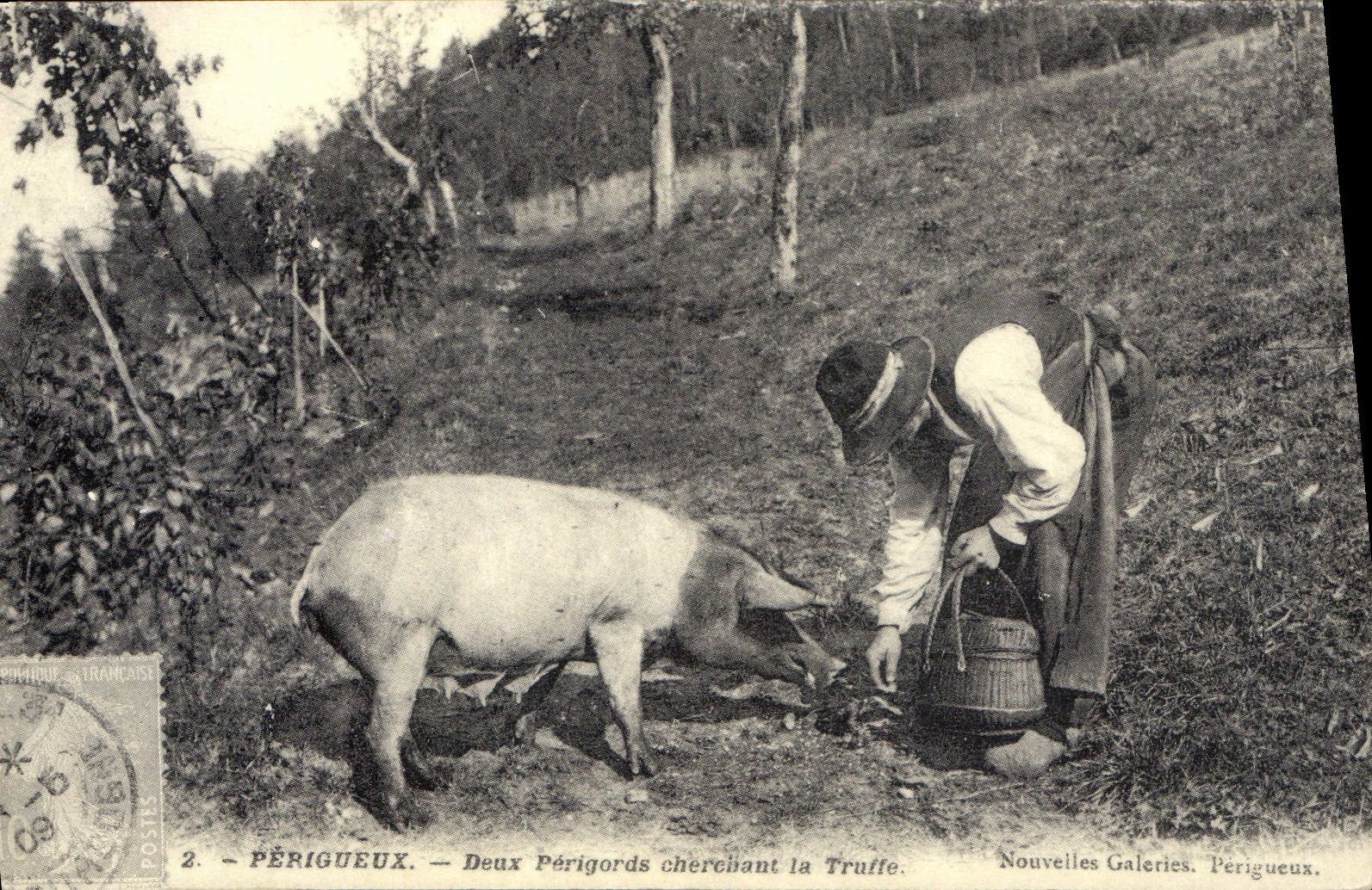 REPRO Perigueux Deux Perigards cherohant la Truffe Porc Cochon