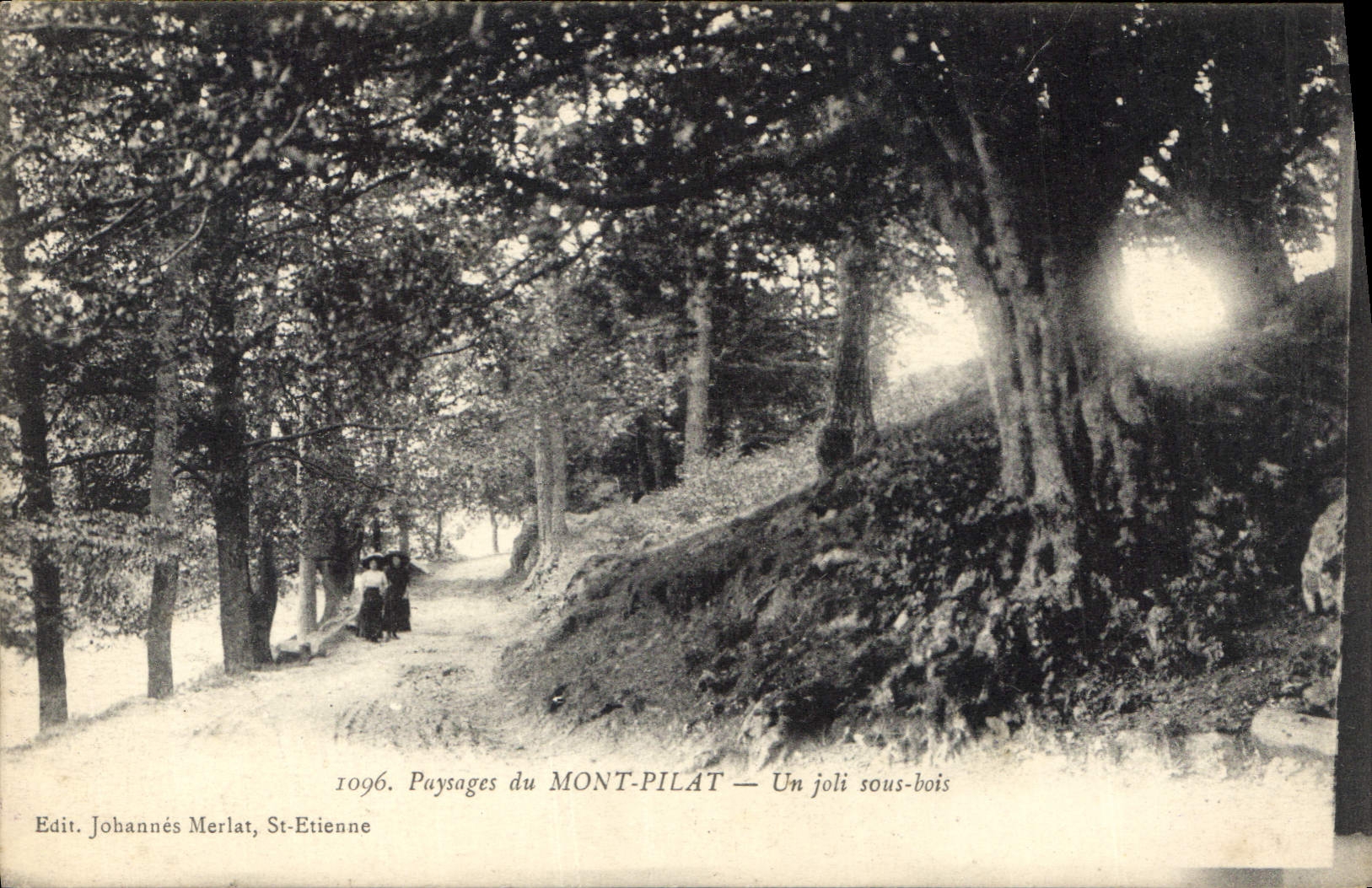 CPA Paysages du Mont Pilat Un joli sous bois 