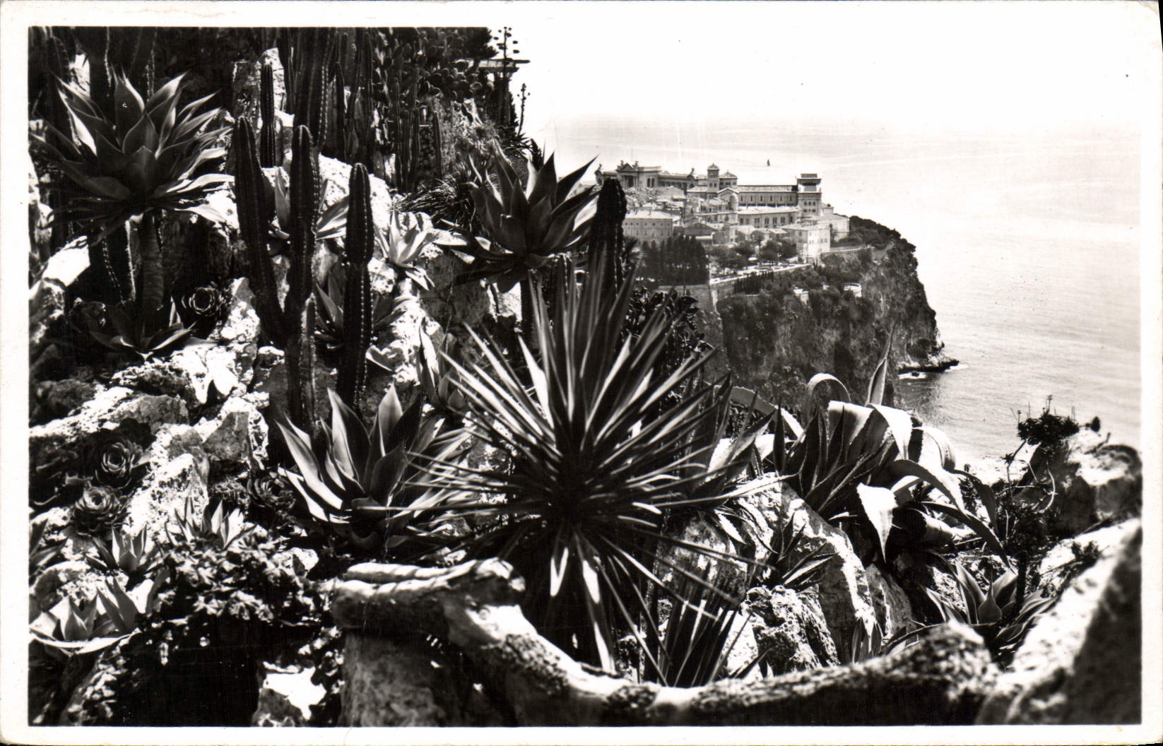 CPA Monaco Les jardins Exotique 