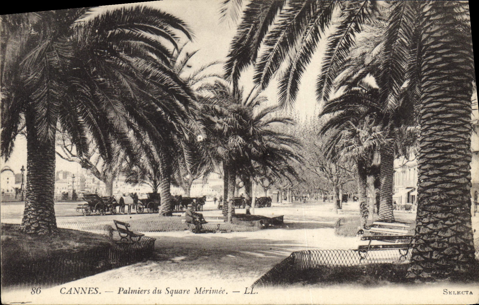CPA Cannes Palmiers du Square Merimee 