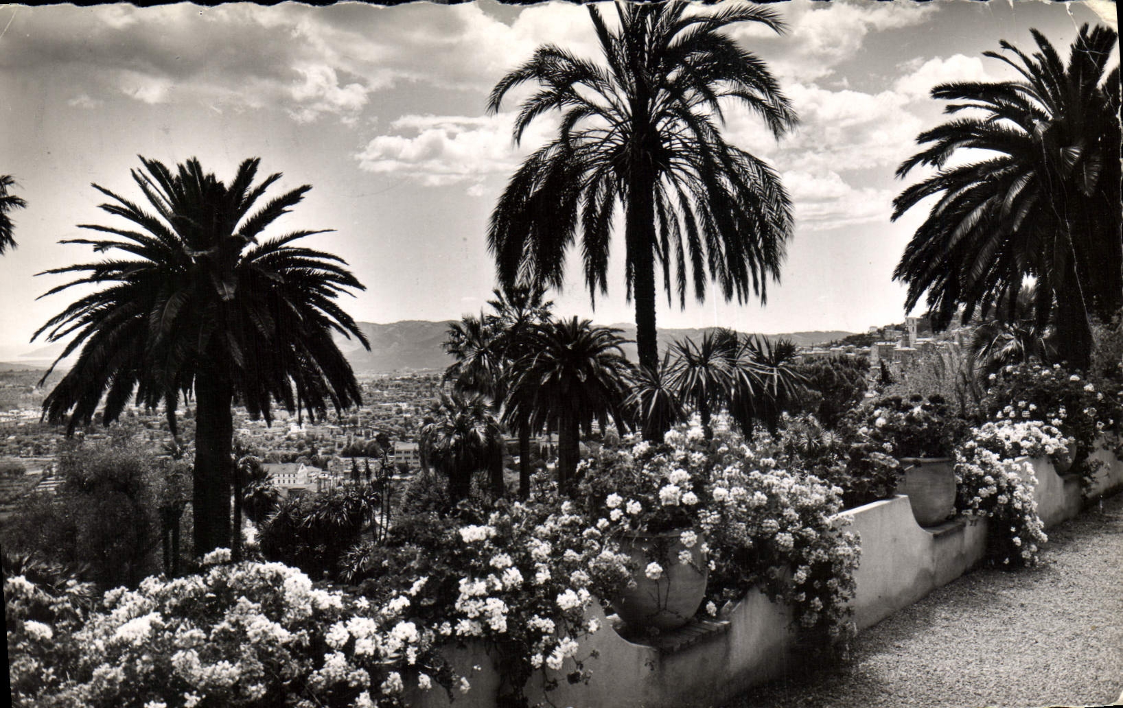 CPA Cote d'Azur Sa vegetation exotique au fond la Mediterranee Parfumerie Honore Payan Visite de l'U