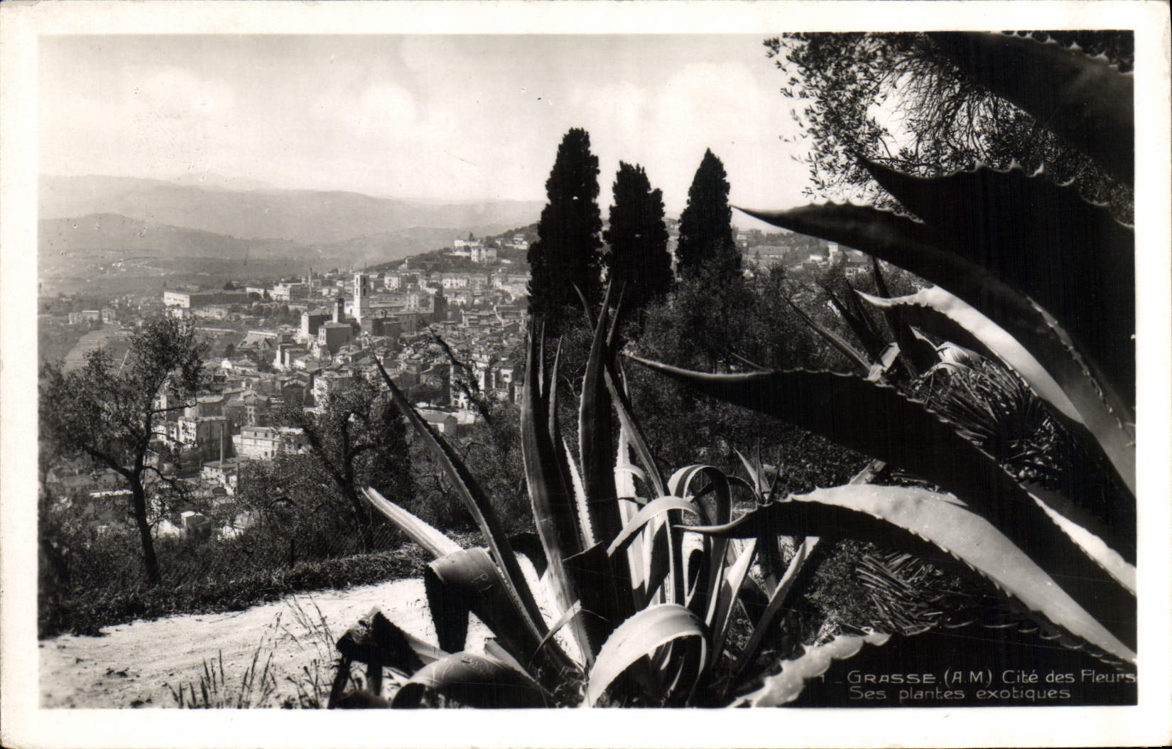 CPA Grasse A M Cite des Fleurs ses plantes exotiques 