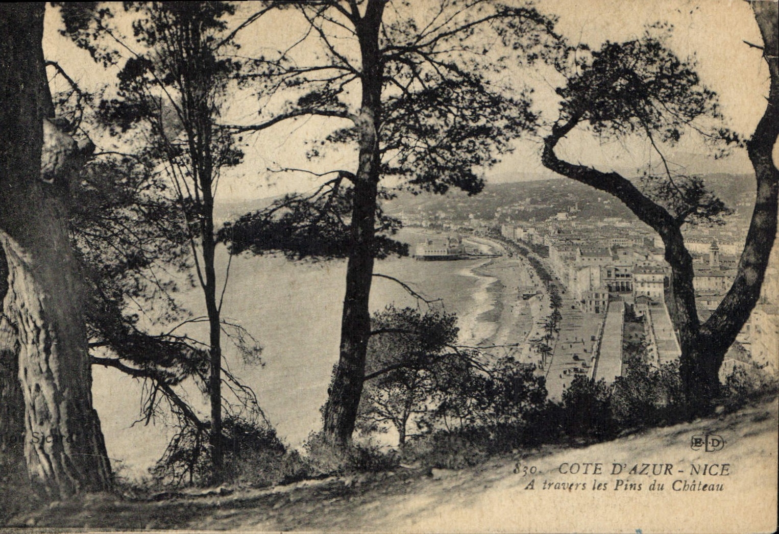 CPA Cote d'Azur Nice a travers les Pins du Chateau 