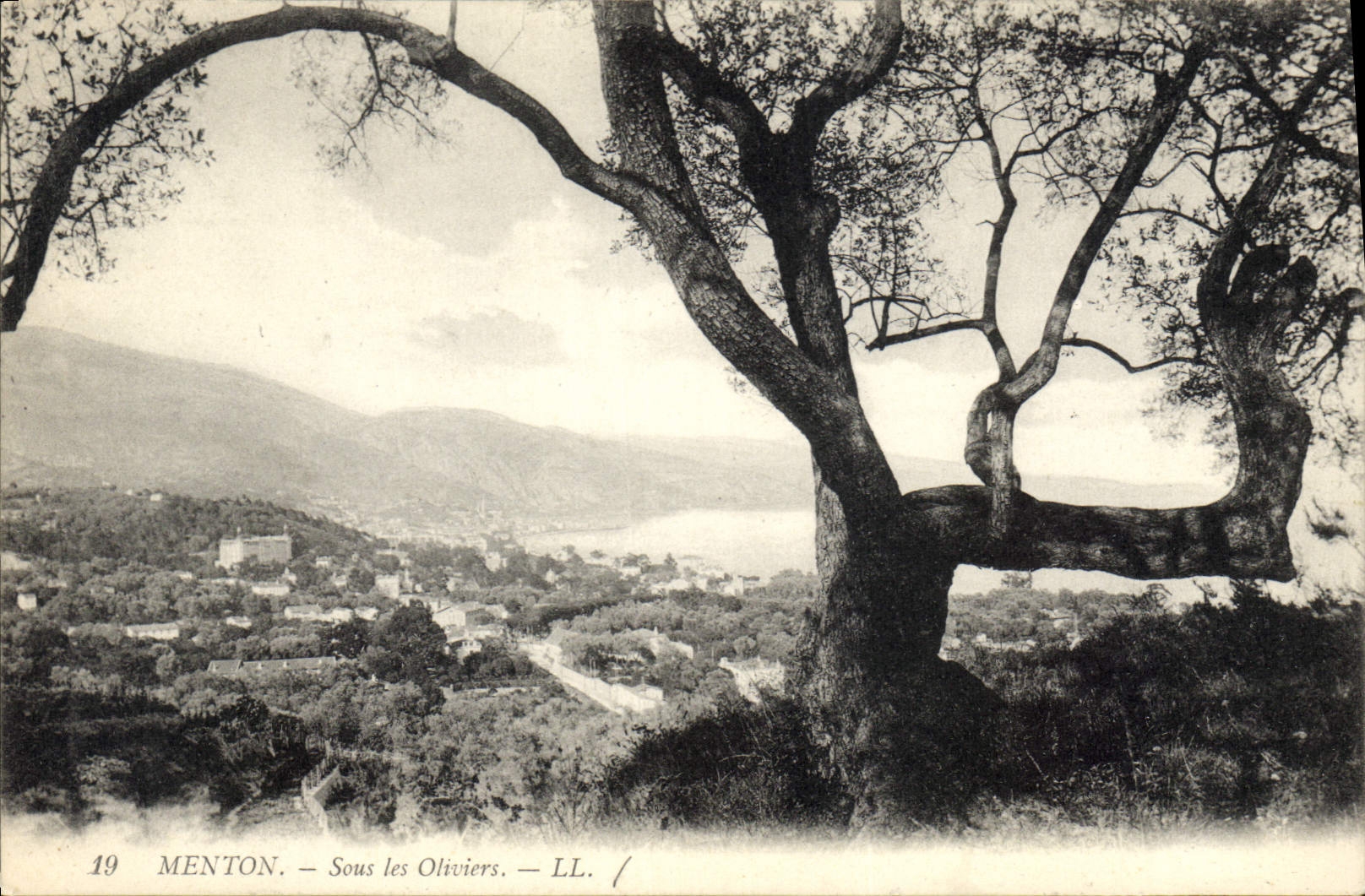 CPA Menton Sous les Oliviers 