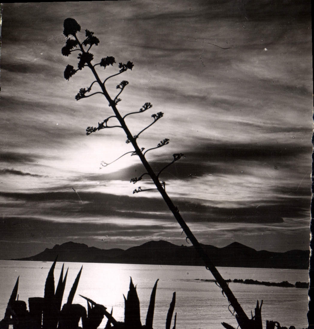 CPA La Cote d'Azur Cannes Coucher de Soleil dans l'Esterel 
