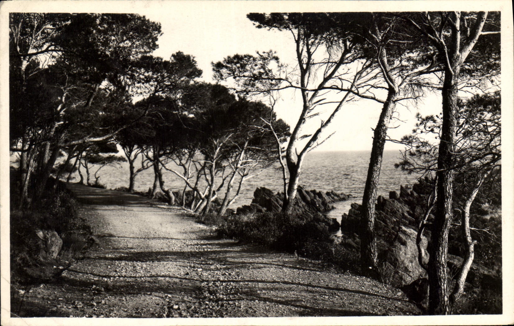 CPA La Cote d'Azur Le Chemin sous les Pins 