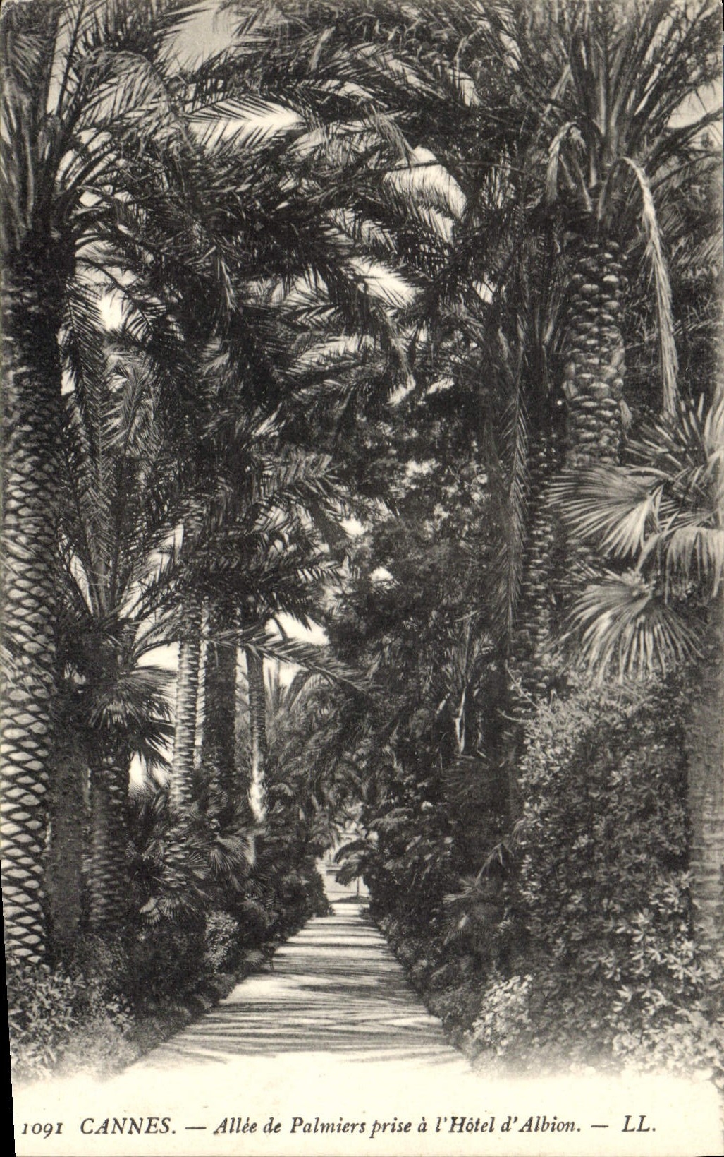CPA Cannes Allee de Palmiers prise a l'Hotel d'Albion
