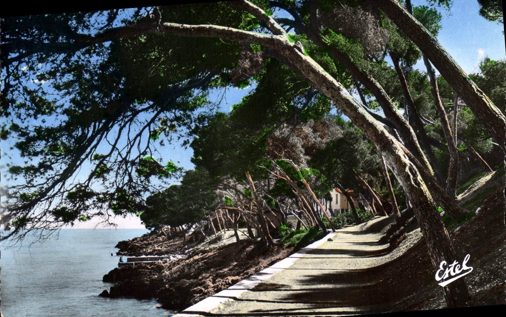 CPA Menton Carnoles La Promenade du Cap Martin